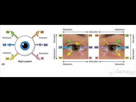 Extrinisic muscles action 3