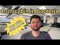How To Make More Psilocybin In Bacteria Journal Club