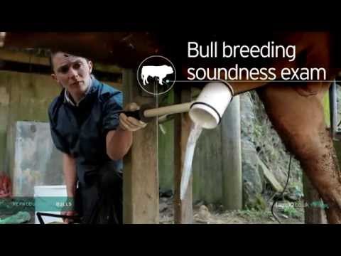 Reproductive Bulls Bull Breeding Soundness Exam 222