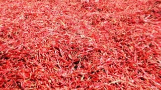 Red Chillies in Kalamna Market, Nagpur 
