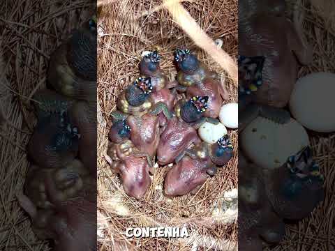 Este pássaro é muito preguiçoso. #shortsvideo