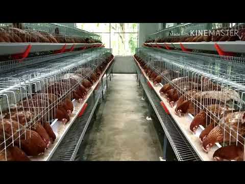 Poultry chick cage feeder