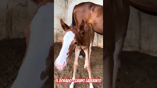 el dorado - grupo laberinto