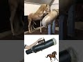 Horse Semen Collection Artificial Insemination Horsesemen Artificialinsemination Collection