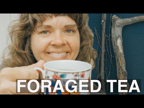 Foraged Sassafras Root and Sweet Birch Tea