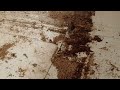 Carpenter Ants Destroying the Floor Under the Fridge in Neptune, NJ