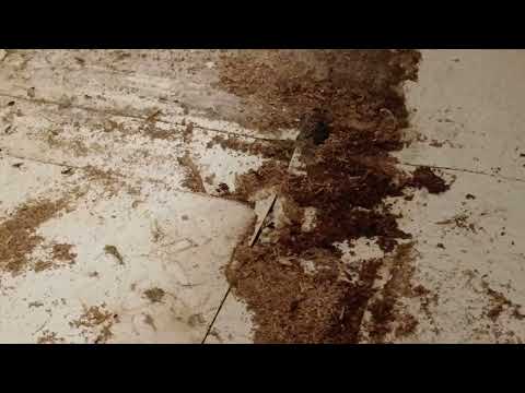 Carpenter Ants Destroying the Floor Under the Fridge in Neptune, NJ