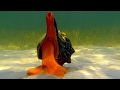 Giant Horse Conch Burglar Hermit Crabs Blue Planet BBC Earth