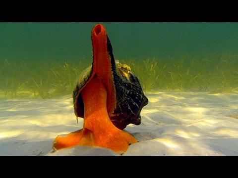 download lagu mp3 mp4 Conch Shell Fish, download lagu Conch Shell Fish gratis, unduh video klip Conch Shell Fish