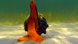 Giant Horse Conch & Burglar Hermit Crabs | Blue Planet | BBC Earth Giant Horse Conch & Burglar Hermit Crabs | Blue Planet | BBC Earth