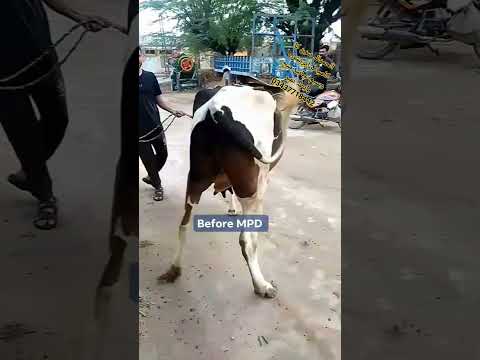 #mpd #upward  fixation of patella ligament # MPD in cow surgery YouTube shorts #mpd YouTube shorts