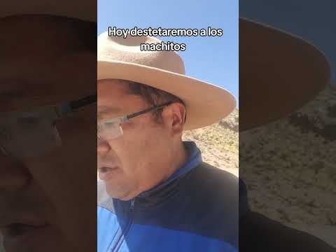 destete de #llamas aquí en #curahuara_de_carangas #Oruro #Bolivia