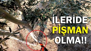 Zeytin Fidanında Planlı Budama ve İleriye Dönük Şekil Verme