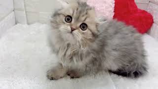 スコティッシュフォールドの動画01