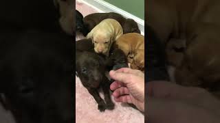 Video preview image #5 Vizsla-Weimaraner Mix Puppy For Sale in MILLBROOK, AL, USA
