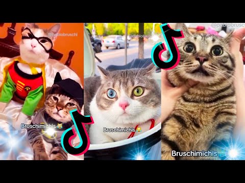 😹 Lo Mejor De Los Bruschimichis @pablobruschi 💗 Hora De Risa 🐈💕
