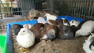 Put sand into quails house | king quails play with sand very fun