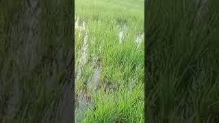  Agricultural Land for Sale in Jadcherla, Mahbubnagar