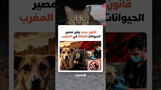 قانون حماية الحيوانات الضالة يدخل حيز التنفيذ بالمغرب.. عقوبات صارمة وتنظيم جديد thumbnail