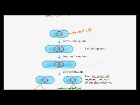 FSc Biology Book1, CH 6, LEC 7: Growth in Bacteria