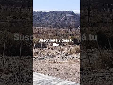 ruta 40: hualfin Catamarca