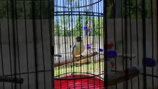 Download lagu Prenjak Daun Lombok Gacor Memancing Emosi mp3