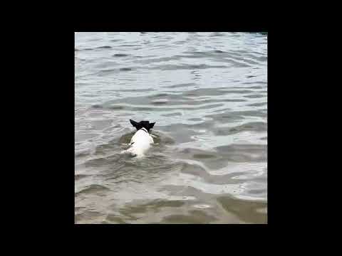 Decker rat terrier Idgie swims with family at Toledo bend Texas