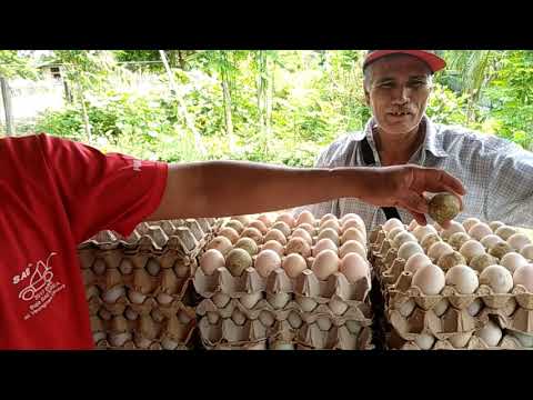 How to Check Quality Eggs for Balut Making