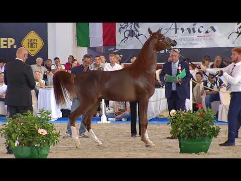 N.49 AMANI MONISCIONE - Italian Nationals 2018 - Yearling Colts (Class 4B)