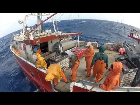 WILD CAUGHT (2012 Sword-fishing Documentary)