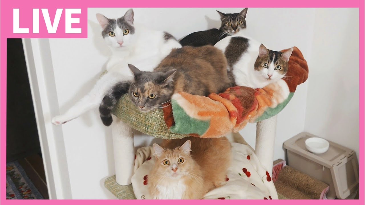 22日  にゃ〜にゃ〜の日まったり配信🐱♪