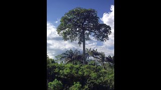 How Brazil Nut Trees Grow