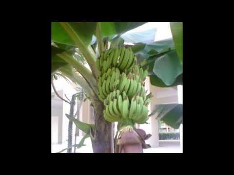 034.Islamic studies_about of cats