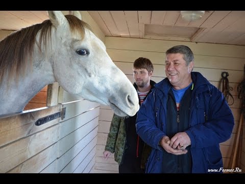 Терская лошадь: история, характеристика и особенности ухода за породой Терская лошадь: история, характеристика и особенности ухода за породой