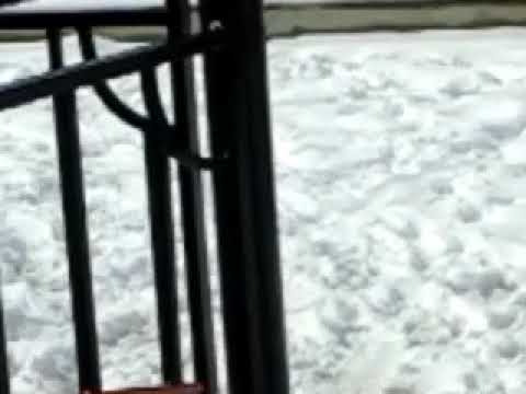 Зорро Туркмен Чобан Ит 6 месяцев