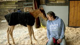Foal Rejection &amp; Nursing Chute Discussed - Tips For Getting Foals On Aggressive or Surrogate Mares