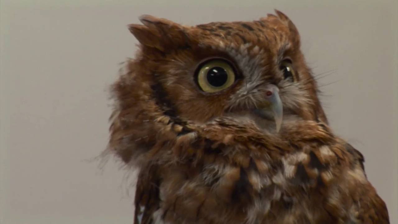 Exotic Animal Hospital