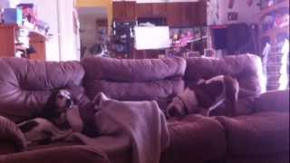 Avery wants to play with Baxter so bad! :(