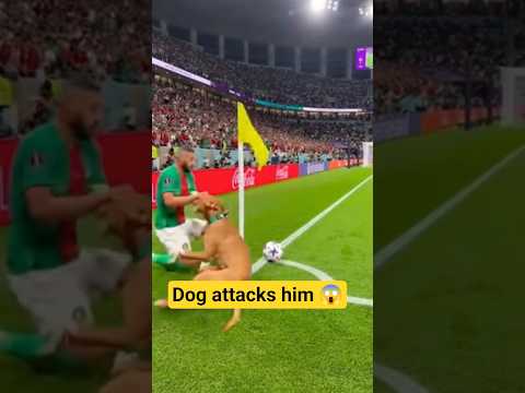 dog attacked him during corner kick 😰