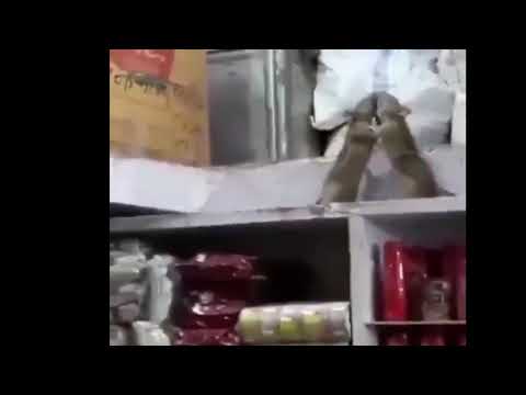 Two Rats Fighting In Pandemic