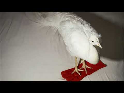 boylife - 1time (official audio)