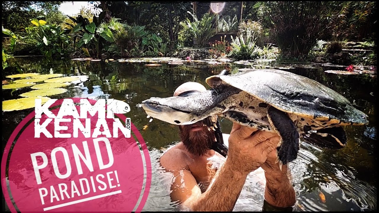 Best Pet Turtle Species for Beginners | 5 Great Options