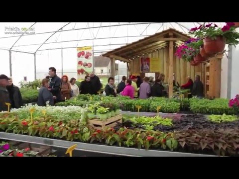Dan zelenjavnih sadik in popustov pri Vrtnarstvu Alt