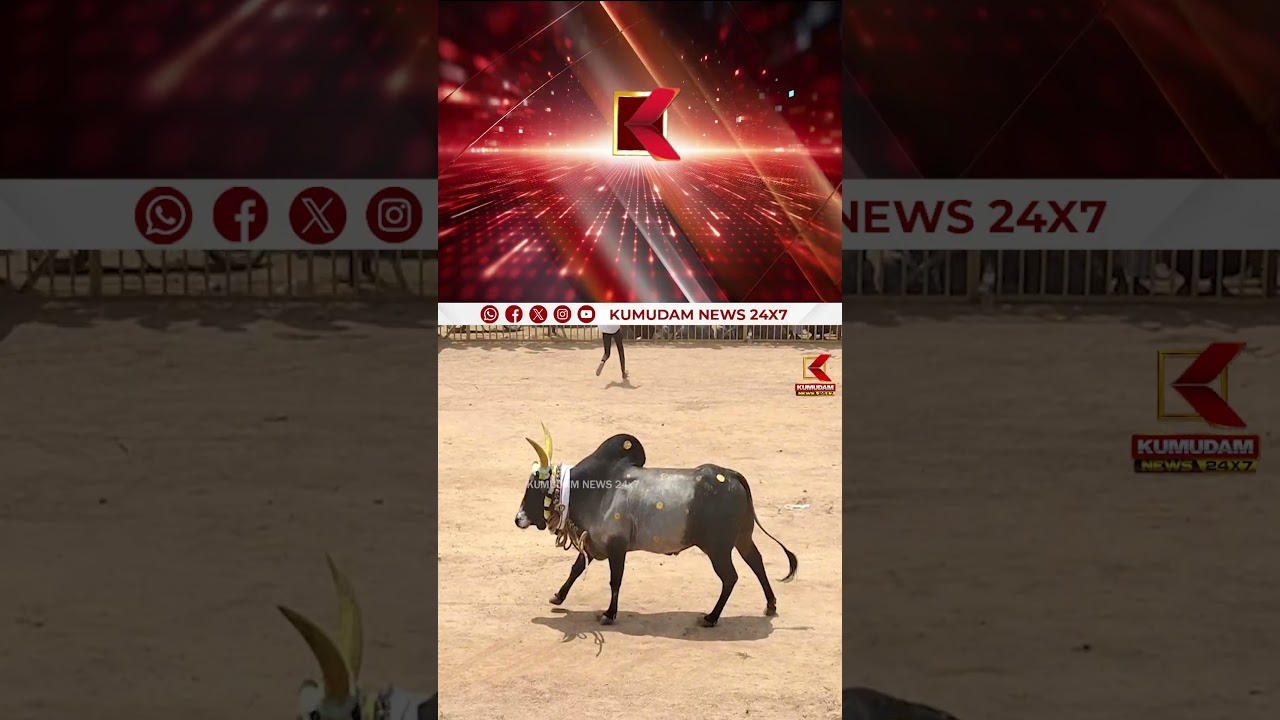 மஞ்சுவிரட்டில் பார்வையாளர்கள் மூவர் உயிரிழப்பு | Jallikattu | Tamil Tradition | Kumudam News