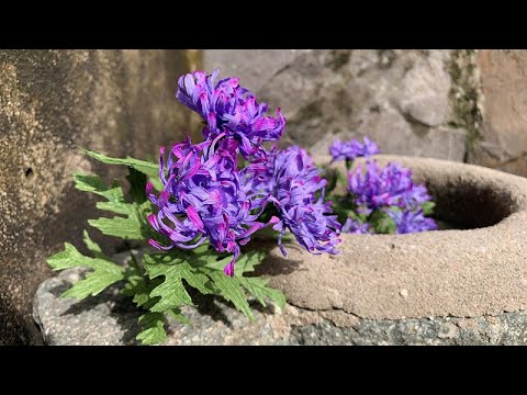 ABC TV | How To Make Paper Flower From Crepe Paper #8 - Craft Tutorial