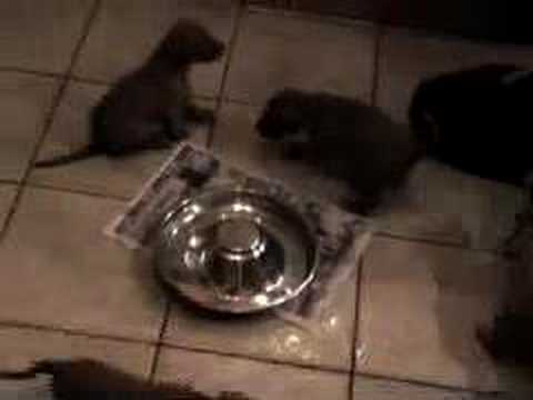 Habiba's puppies 1st November 2007