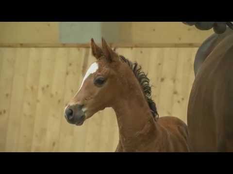 Holsteiner Fohlenauktion 2016 in Behrendorf - Nr. 15 v. Chin Champ - Quinar