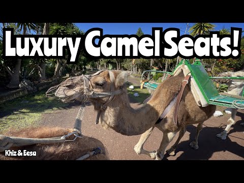 Camel Ride at Camello Center (Must Do Activity in Tenerife?)