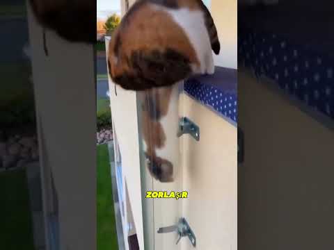 The Cat Trapped in the Pipe#shortsfeed