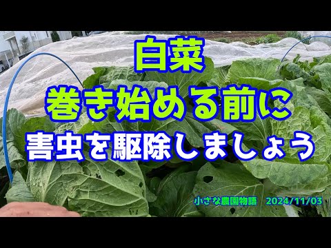 植物の中の小さな白い虫は何ですか?何が彼らを惹きつけるのでしょうか？それらを解消するための4つの自然療法  庭園